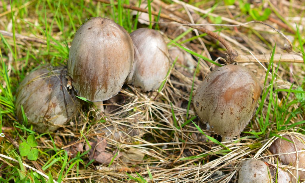 Ecco i funghi..escursione 18/04/2018